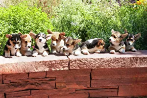 Pembroke Welsh Corgi puppies lined up at flagstone wall Pembroke Welsh Corgi puppies lined up at flagstone wall