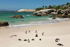 Penguins at Boulders Beach, Simons Town, South Africa Penguins at Boulders Beach, Simons Town, South Africa