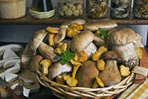 Penny bun, cep (Boletus edulis), chanterelles (Cantharellus cibarius), mushrooms