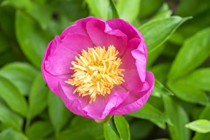 <b class=qtipBold><figcaption>Peony Janice, USA</figcaption></b><br>Peony Janice, Usa<br><em>© Lisa Engelbrecht / DanitaDelimont.com</em> Peony Janice, USA