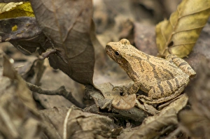 Pepper treefrog, St. Francois State Park, Ozark Mountains, Missouri Pepper treefrog, St. Francois State Park, Ozark Mountains, Missouri