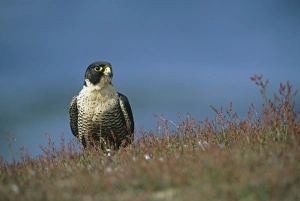 Peregrine Falcon, (Falco peregrinus cassini), Sea Lion Island, Falkland Islands Peregrine Falcon, (Falco peregrinus cassini), Sea Lion Island, Falkland Islands