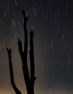 Light Pollution Gallery: Perseus constellation meteor showing, Florida, USA