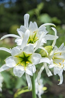 <b class=qtipBold><figcaption>Peruvian Daffodils, USA</figcaption></b><br><em>© Lisa Engelbrecht / DanitaDelimont.com</em> Peruvian Daffodils, USA