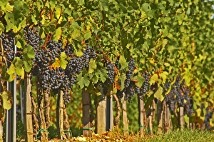 Petit Verdot grape bunches and vines - Chateau de la Tour (or Clos de La Tour), Bordeaux Petit Verdot grape bunches and vines - Chateau de la Tour (or Clos de La Tour), Bordeaux