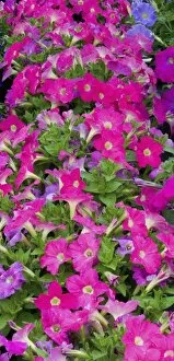 Images Dated 8th June 2005: Petunia planting in mass in green house garden center, Woodenville, Washington