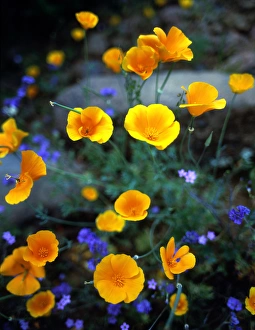 Phacelia, Phlox, and Mexican Gold Poppy, Cave Creek area, Tonto National Forest, Arizona Phacelia, Phlox, and Mexican Gold Poppy, Cave Creek area, Tonto National Forest, Arizona