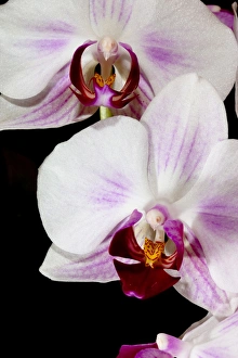 Phalaenopsis hybrid orchids are one of the most popular cultivated orchid found in Phalaenopsis hybrid orchids are one of the most popular cultivated orchid found in