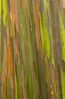Phillippines. Multi-colored bark of the Eucalyptus deglupta tree. AKA rainbow eucalyptus Phillippines. Multi-colored bark of the Eucalyptus deglupta tree. AKA rainbow eucalyptus