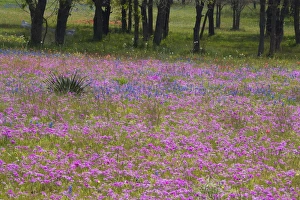 Phlox and Oak Trees in Springtime near Nixon Texas Phlox and Oak Trees in Springtime near Nixon Texas
