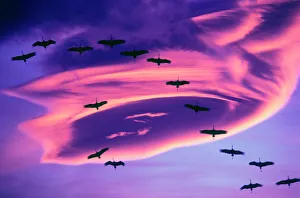 A photo composite of Sandhill cranes in flight and a lenticular cloud formation over Mt A photo composite of Sandhill cranes in flight and a lenticular cloud formation over Mt