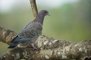 Picazuro Pigeon (Patagioenas picazuro), Northern Pantanal, Mato Grosso, Brazil Picazuro Pigeon (Patagioenas picazuro), Northern Pantanal, Mato Grosso, Brazil