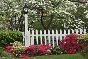 Pickett fence, azaleas, Flowering dogwood tree, and Lamp, Audubon neighborhood, Louisville Pickett fence, azaleas, Flowering dogwood tree, and Lamp, Audubon neighborhood, Louisville