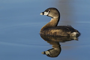 <b class=qtipBold><figcaption>Pie-billed Grebe</figcaption></b><br><em>© Ken Archer / DanitaDelimont.com</em> Pie-billed Grebe
