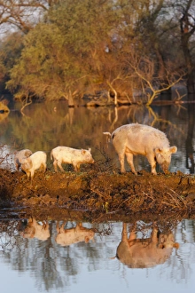 The pigs of Maliuc, Domestic animals often roam free and look for food in the vicinity The pigs of Maliuc, Domestic animals often roam free and look for food in the vicinity