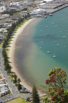 Pilot Bay, Mount Maunganui and Pohutakawa Tree, Tauranga, Bay of Plenty, North Island Pilot Bay, Mount Maunganui and Pohutakawa Tree, Tauranga, Bay of Plenty, North Island