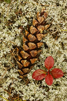 Pine Cone and blueberry foliage among Reindeer Moss, Cladonia rangiferina, Pictured Pine Cone and blueberry foliage among Reindeer Moss, Cladonia rangiferina, Pictured