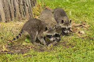 Pine County. Captive raccoon babies. Credit as: Cathy and Gordon Illg / Jaynes Gallery Pine County. Captive raccoon babies. Credit as: Cathy and Gordon Illg / Jaynes Gallery