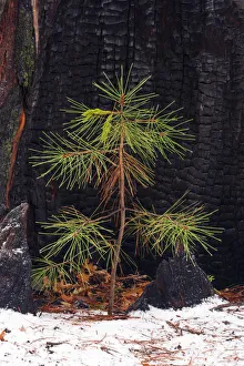 Pine seedling and burned trunk in winter, Yosemite National Park, California USA Pine seedling and burned trunk in winter, Yosemite National Park, California USA