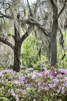 Pink azalea bush and Live Oak trees with Spanish Moss, Florida, USA Pink azalea bush and Live Oak trees with Spanish Moss, Florida, USA