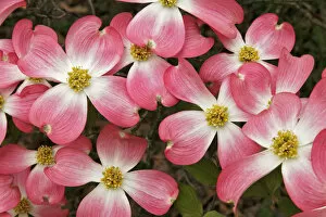 Images Dated 31st March 2012: Pink dogwood tree blossoms in spring, Louisville, Kentucky