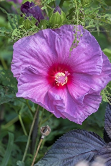 <b class=qtipBold><figcaption>pink Hibiscus, USA</figcaption></b><br>Pink Hibiscus, Usa<br><em>© Lisa Engelbrecht / DanitaDelimont.com</em> pink Hibiscus, USA