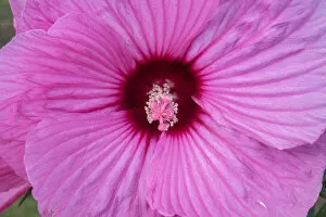 Images Dated 23rd August 2015: pink Hibiscus, USA