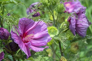 <b class=qtipBold><figcaption>pink Hibiscus, USA</figcaption></b><br><em>© Lisa Engelbrecht / DanitaDelimont.com</em> pink Hibiscus, USA