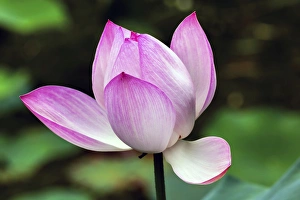 Pink Lotus Blooming and Close Up Lotus Pond Temple of the Sun Beijing China Pink Lotus Blooming and Close Up Lotus Pond Temple of the Sun Beijing China
