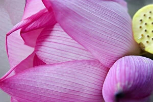 Images Dated 13th September 2008: Pink Lotus Petal Bud Close Up Macro Hong Kong Flower Market