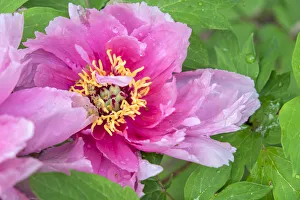 <b class=qtipBold><figcaption>Pink Mountain Peony, USA</figcaption></b><br><em>© Lisa Engelbrecht / DanitaDelimont.com</em> Pink Mountain Peony, USA