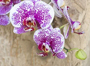 <b class=qtipBold><figcaption>Pink orchid blooms</figcaption></b><br><em>© Anna Miller / DanitaDelimont.com</em> Pink orchid blooms
