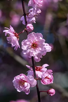 Pink peach blossom flowering, Bellevue, Washington State Pink peach blossom flowering, Bellevue, Washington State