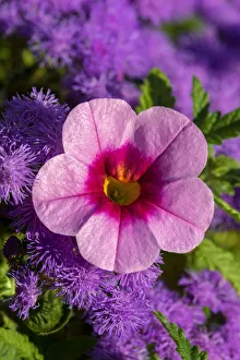 Pink Petunia and purple Bluemink Pink Petunia and purple Bluemink