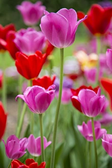 Pink and red tulips, Cantigny Park, Wheaton, IL Pink and red tulips, Cantigny Park, Wheaton, IL