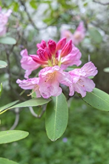 <b class=qtipBold><figcaption>Pink Rhododendron, USA</figcaption></b><br><em>© Lisa Engelbrecht / DanitaDelimont.com</em> Pink Rhododendron, USA