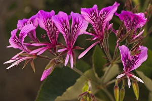 Images Dated 25th May 2013: Pink Spider Geranium Blooms