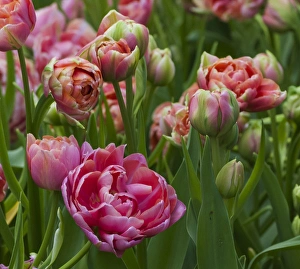 <b class=qtipBold><figcaption>Pink tulip field</figcaption></b><br><em>© Anna Miller / DanitaDelimont.com</em> Pink tulip field