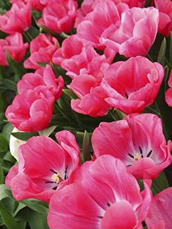 <b class=qtipBold><figcaption>Pink tulips</figcaption></b><br><em>© Anna Miller / DanitaDelimont.com</em> Pink tulips