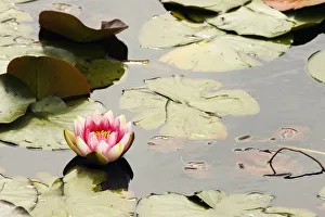 Pink water lily, Stanley Park, British Columbia Pink water lily, Stanley Park, British Columbia