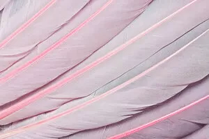 Pink wing feathers of Roseate Spoonbill