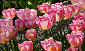 Images Dated 22nd April 2012: Pink Yellow Tulips Flowers Skagit Valley Farm Washington State Pacific Northwest