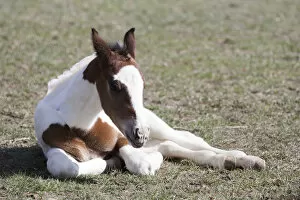 Images Dated 5th April 2008: Pinto, Oldenburg warmblood, foal, lying in pasture