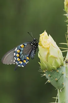 Pipevine Swallowtail, Battus philenor, adult on Texas Prickly Pear Cactus Pipevine Swallowtail, Battus philenor, adult on Texas Prickly Pear Cactus