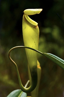 Pitcher plant nepenthes madagascarn, carnivorous plant, South Madagascar Pitcher plant nepenthes madagascarn, carnivorous plant, South Madagascar