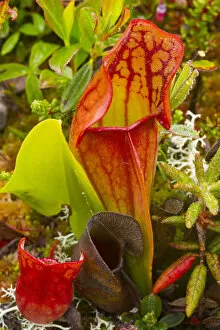 Images Dated 27th June 2011: Pitcher plants in a bog near Lubec, Maine, USA