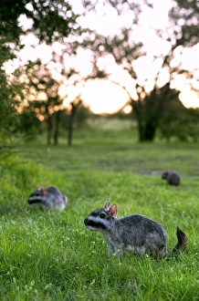 Plains Viscacha or plains vizcacha (Lagostomus maximus), Corrientes, Argentina Plains Viscacha or plains vizcacha (Lagostomus maximus), Corrientes, Argentina