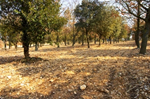 The planted truffle forest field at La Truffe de Ventoux truffle farm, Vaucluse The planted truffle forest field at La Truffe de Ventoux truffle farm, Vaucluse