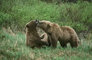 Motherly Gallery: Play behavior between Sow and Cub Brown Bear, McNeil River State Game Reserve, Alaska