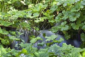 Images Dated 8th June 2010: The Plitvice Lakes in the National Park Plitvicka Jezera in Croatia. The upper lakes, small ponds